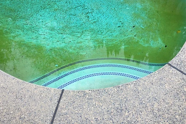 it-is-very-easy-for-bacteria-and-algae-to-breed-in-pools-without-chemicals it-is-very-easy-for-bacteria-and-algae-to-breed-in-pools-without-chemicals